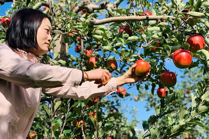 Shakotan, Yoichi Nikka Whisky, Otaru With Fruits Picking Day Trip - Visiting Yoichi Nikka Whisky Distillery