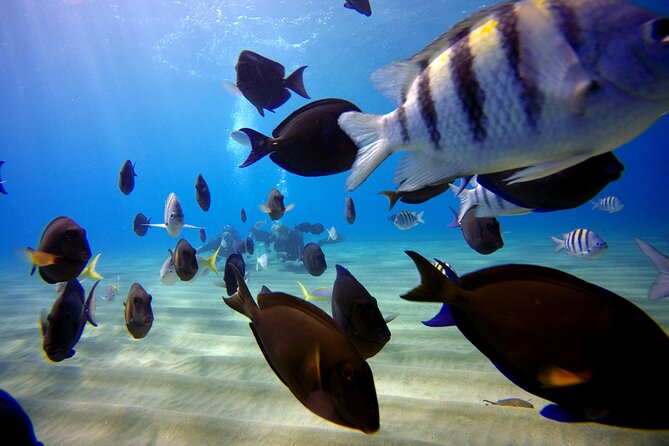 Shared 2-Hour Sosua Bay Snorkeling With Professional Guide - Minimum Group Size and Transportation