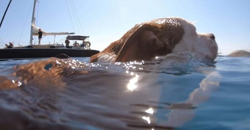 Shared Half Day Cruise in Athenian Riviera - Setting Sail in the Athenian Riviera: What to Expect