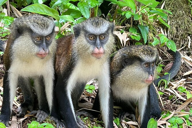 Shared Island Tour With Lunch & Admissions - Key Points