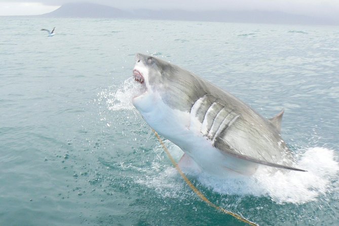 SHARK CAGE DIVING and VIEWING (Self Drive) - Safety and Medical Conditions