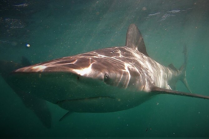 Shark Explorers - Confirmation and Accessibility