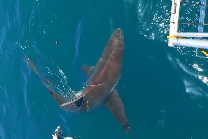 Shark Explorers - Policies and Cancellation