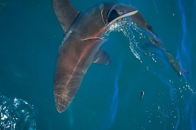 Shark Explorers - Weather and Dependency