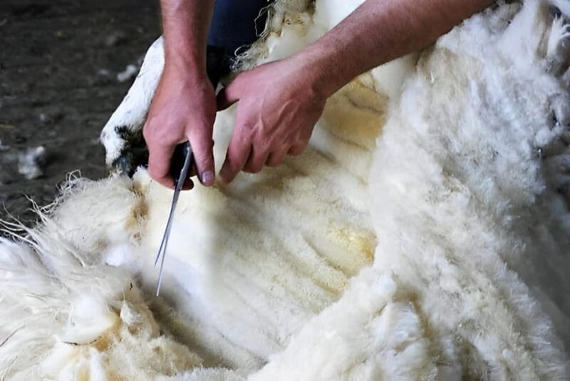 Sheepdog herding demo on working sheep farm. Galway. Guided. - The Sheepdog Demonstration: A Masterclass in Herding