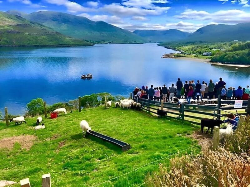 Sheepdog herding demo on working sheep farm. Galway. Guided. - Feeding Lambs and Exploring the Countryside
