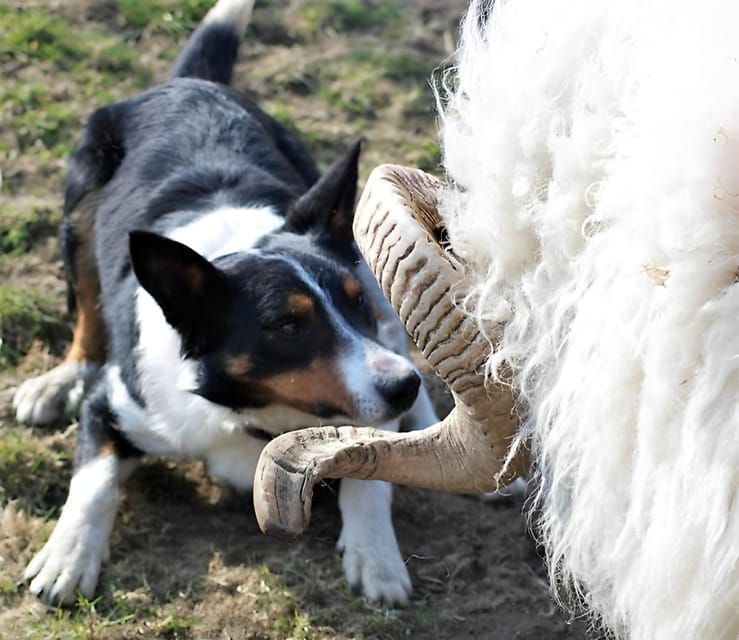Sheepdog herding demo on working sheep farm. Galway. Guided. - Final Thoughts