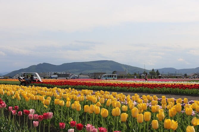 [Shibazakura / Tulip] Going by Private Car, Shibazakura Takinoue Park and Kamiyubetsu Tulip Park (From Sapporo) - Highlights of Shibazakura Takinoue Park
