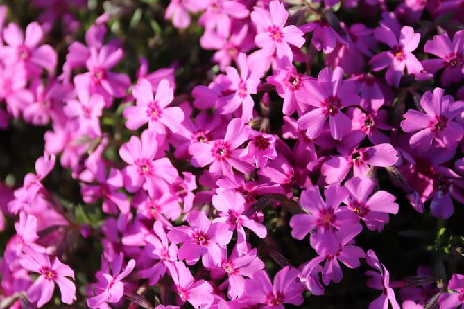 [Shibazakura / Tulip] Going by Private Car, Shibazakura Takinoue Park and Kamiyubetsu Tulip Park (From Sapporo) - Itinerary and Schedule