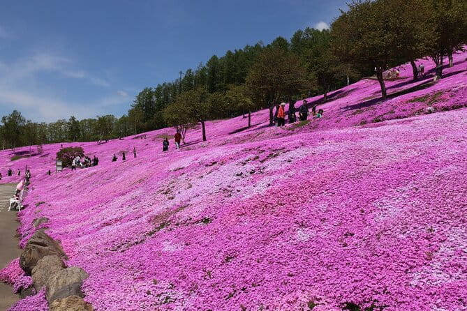 [Shibazakura / Tulip] Going by Private Car, Shibazakura Takinoue Park and Kamiyubetsu Tulip Park (From Sapporo) - Booking Details and Cancellation Policy