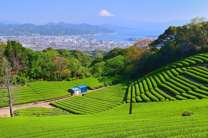 Shizuoka 6hr Private Tour and Japanese Tea Farm Tour With Vehicle - Pickup and Transportation Details