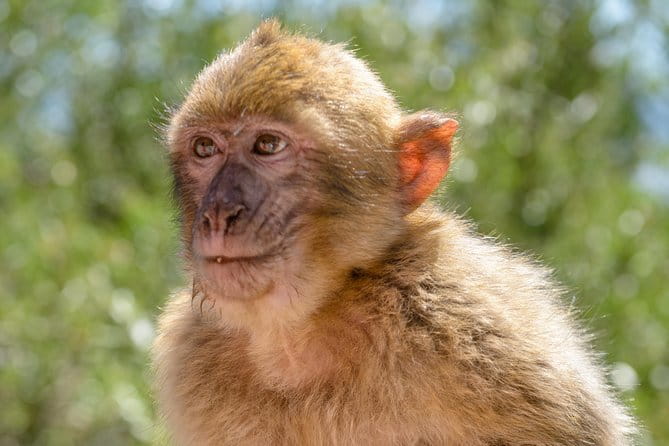 SHORE EXCURSION 3hrs Tunnel Tour - The Tunnels and Fortress: Building Inside a Fortress