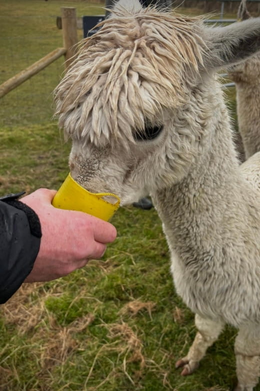 Shropshire: Alpaca Meet & Greet Intimate Alpaca Experience - Key points / Takeaways