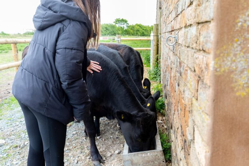 Shropshire: Meet the Mini Moos Cow Cuddling Experience - Key Points / Takeaways
