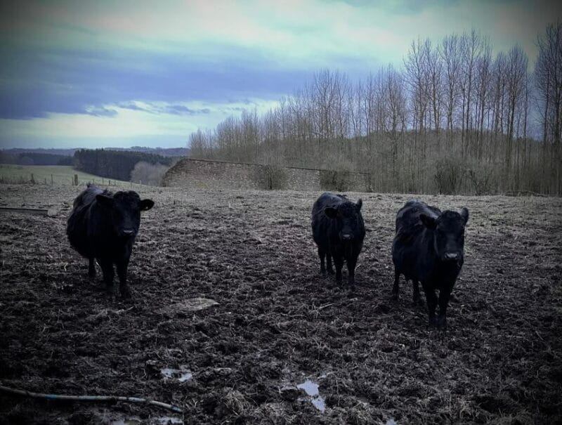 Shropshire: Meet the Mini Moos Cow Cuddling Experience - Entering The Mini Moo World: What to Expect