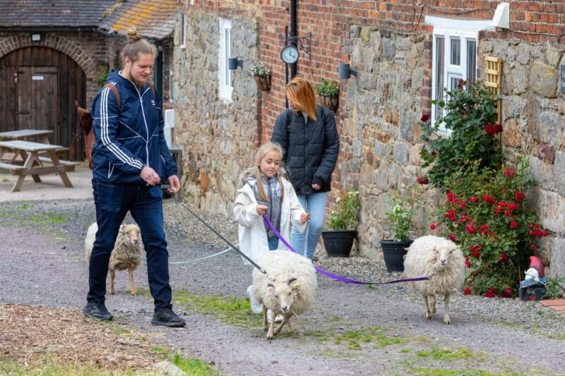 Shropshire: Sheep Trek with the Smallest Sheep in the World - Entering the World of Tiny Sheep on a Shropshire Farm
