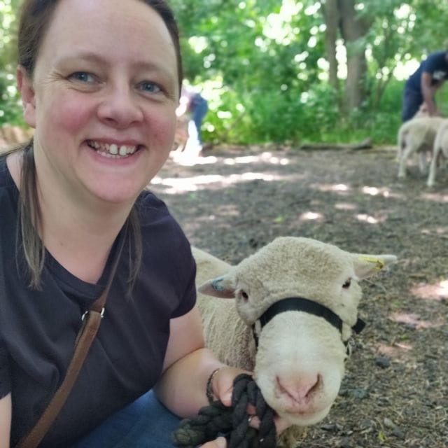 Shropshire: Sheep Trek with the Smallest Sheep in the World - Photo & Feeding Opportunities