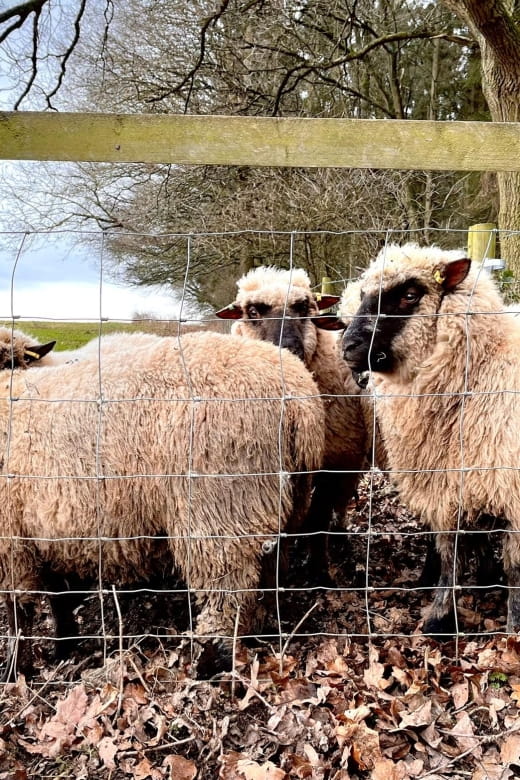 Shropshire: Sheep Trek with the Smallest Sheep in the World - Who Will Love This?