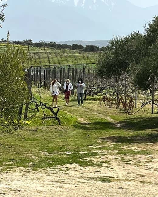 Shuttle & Wine Experience at Lyrarakis Winery - The Value of the Guided Vineyard and Cellar Tour
