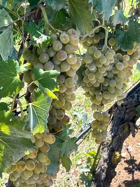 Shuttle & Wine Experience at Lyrarakis Winery - The Scenic Terrace: A Perfect Setting for the Tasting