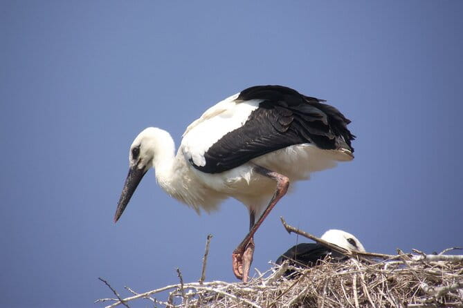 Sibiu, UNESCO & wine tasting (1 day, from Cluj) - Price and Value