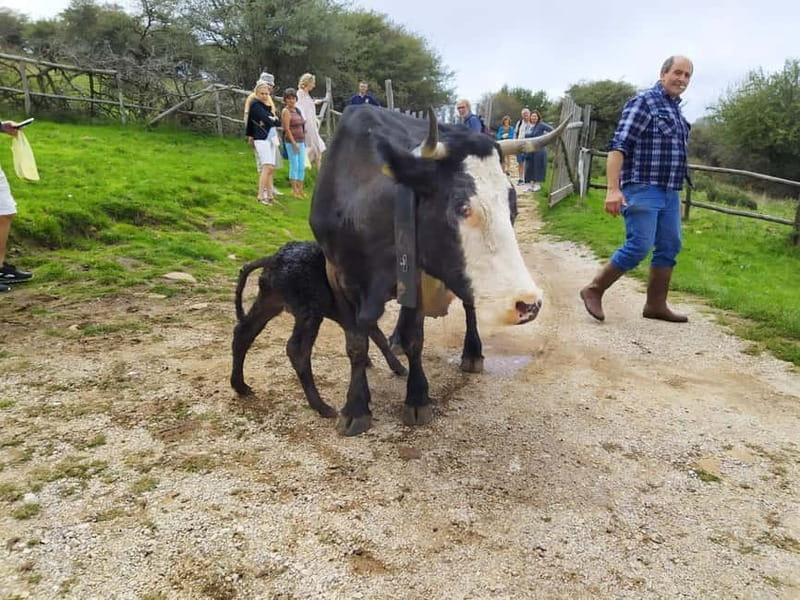 SICILIAN VILLAGES & RICOTTA PARTY departure from Cefalù area - A Journey Through Sicily’s Unknown Villages and Traditional Ricotta