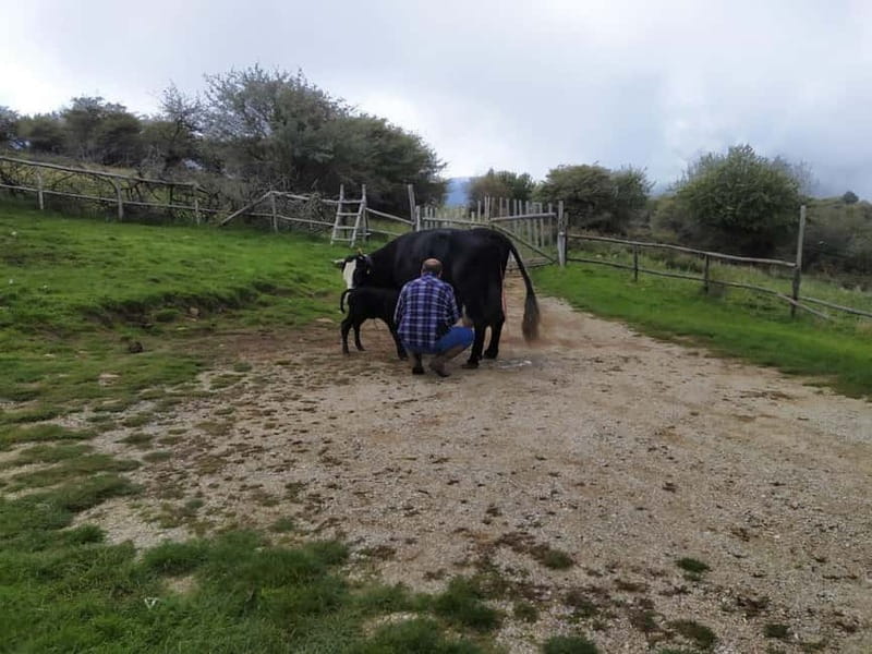 SICILIAN VILLAGES & RICOTTA PARTY departure from Cefalù area - Key points / Takeaways