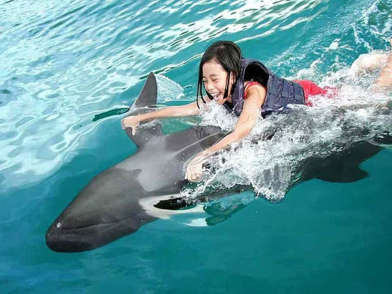 Side/Alanya: Swimming with Dolphins and Dolphin Show - Watching the Dolphin Show