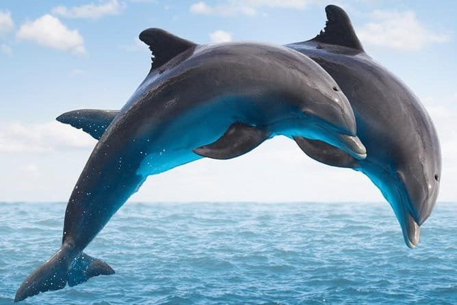 "Side: Boat Adventure to Dolphin Island Swim and Enjoy Lunch" - Key Points / Takeaways