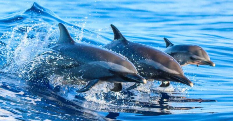 Side: Dolphin Island Boat Trip with Lunch & Unlimited Drinks - Key Points / Takeaways