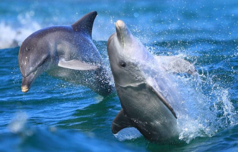 Side: Dolphin Island Boat Trip with Lunch & Unlimited Drinks - The Final Swim and Scenic Return