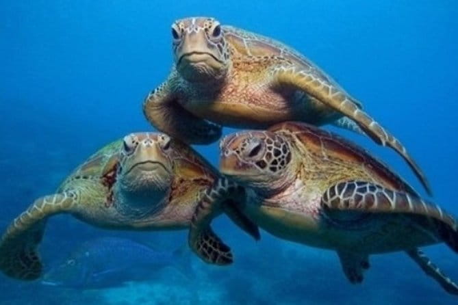 "Side: Scuba Diving in the Fascinating Underwater Museum" - Exploring the Underwater Museum: A Review of Scuba Diving Near Side