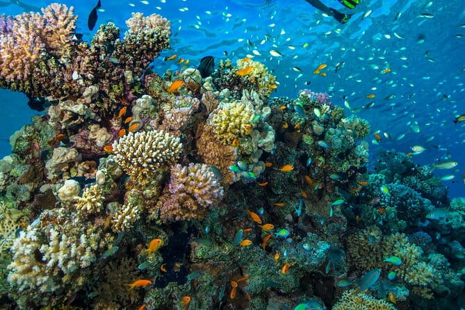 "Side: Scuba Diving in the Fascinating Underwater Museum" - Who Will Love This Tour?