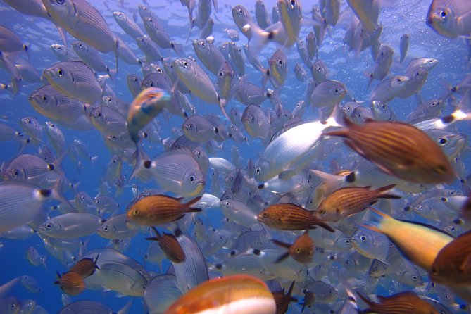 Side: Scuba Diving Under Water Museum - Itinerary