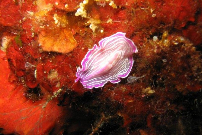 Side: Scuba Diving Under Water Museum - Meal and Refreshments