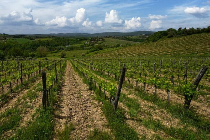 Siena: Organic Winery Tour and Wine Tasting - The Sum Up—Why This Tour Is a Great Choice