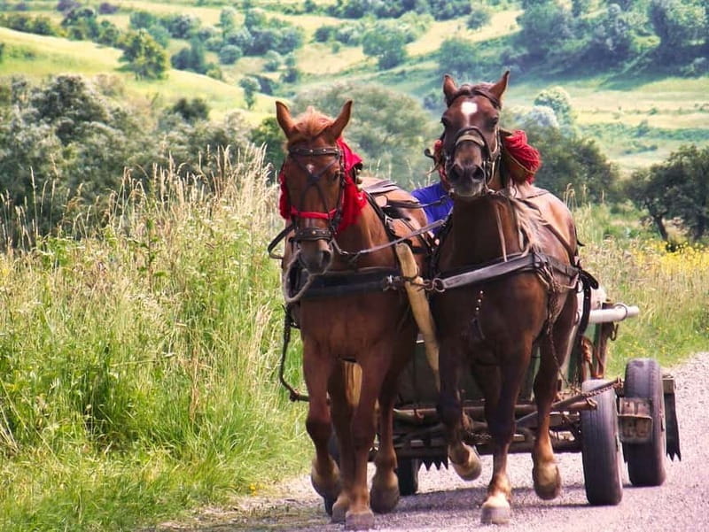 Sighisoara & wine tasting (from Cluj) - Key points / Takeaways