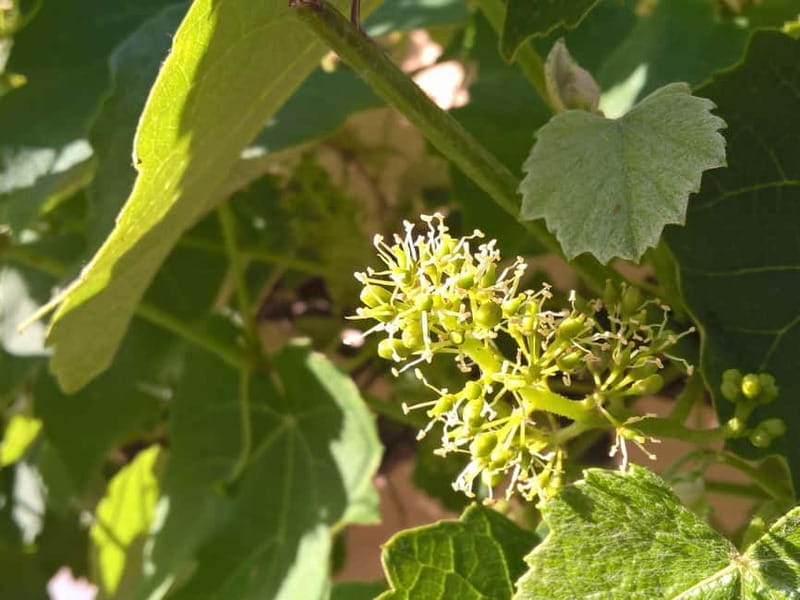 Sighisoara & wine tasting (from Cluj) - Entering Sighisoara: Medieval Marvels and Legends