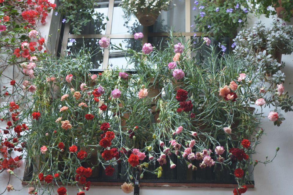 Sights, Sounds, and Scents of Córdobas Patios - Key Points