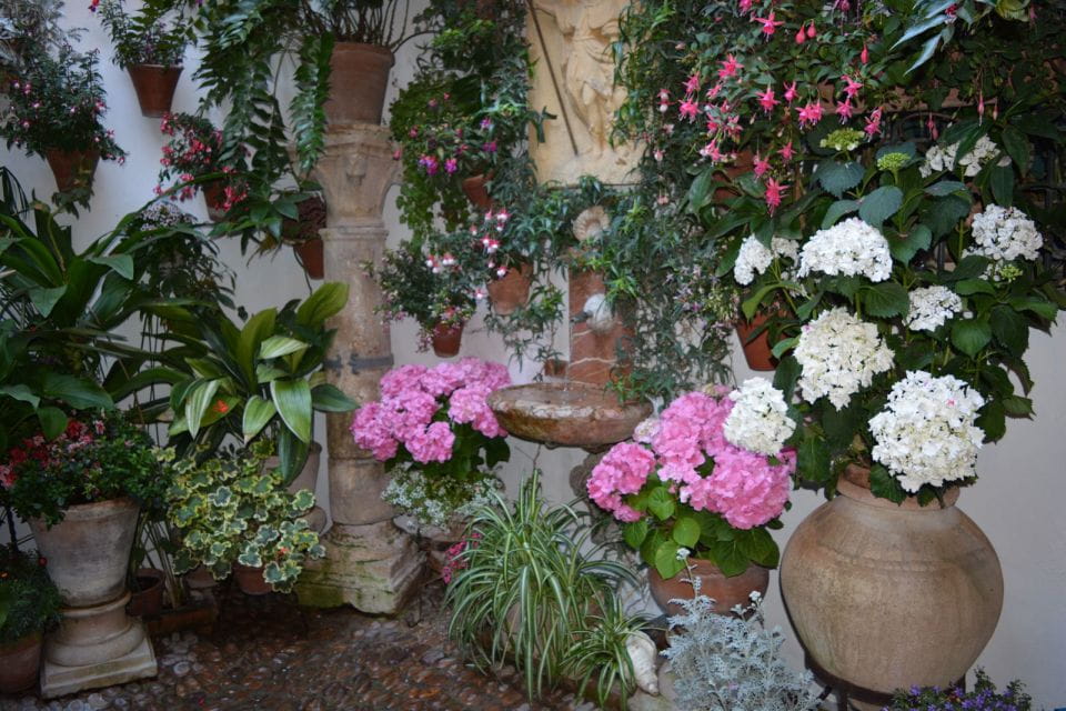 Sights, Sounds, and Scents of Córdobas Patios - Customer Experiences