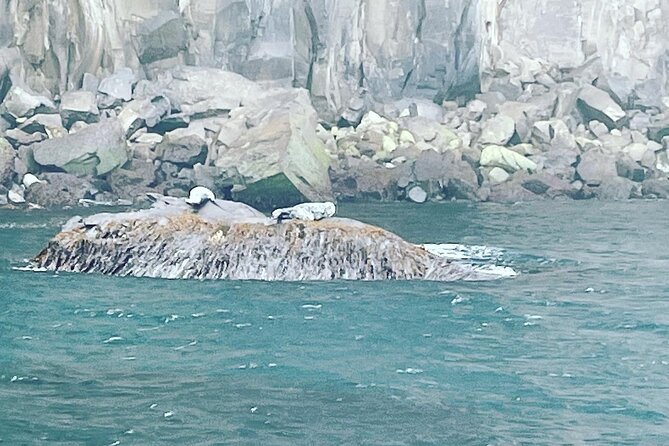 Sightseeing Around Nólsoy to See Puffins - Inclusions and Exclusions