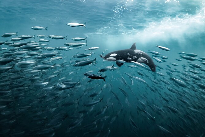 Silent Whale Watching - Cancellation and Refund Policy