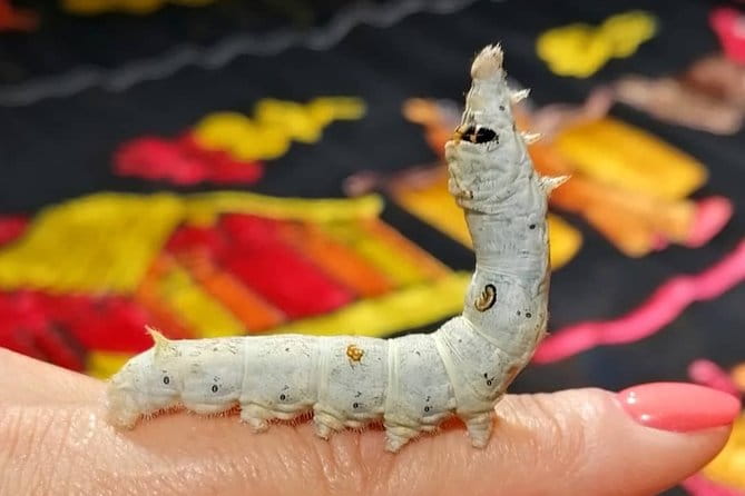 Silk Tour in Lyon - Who Is This Tour Best For?