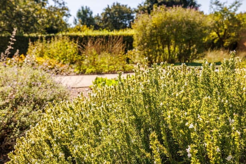 Singing: Guided herb tour "Wild herbs on the banks of the Aa" - Final Thoughts: A Refreshing Botanical Escape