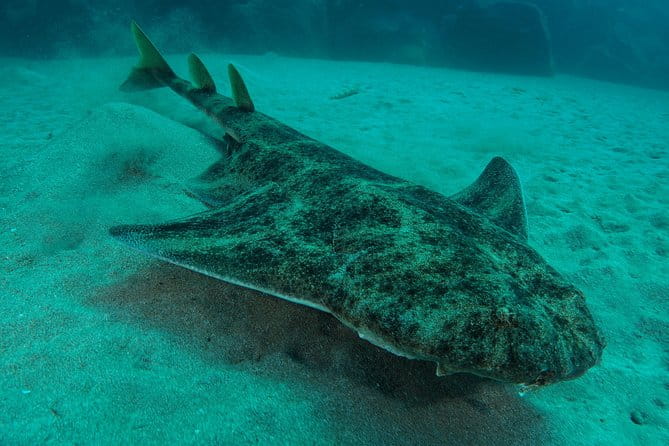 Single Dive for qualified divers from shore, region Puerto del Carmen. - Why this tour offers great value