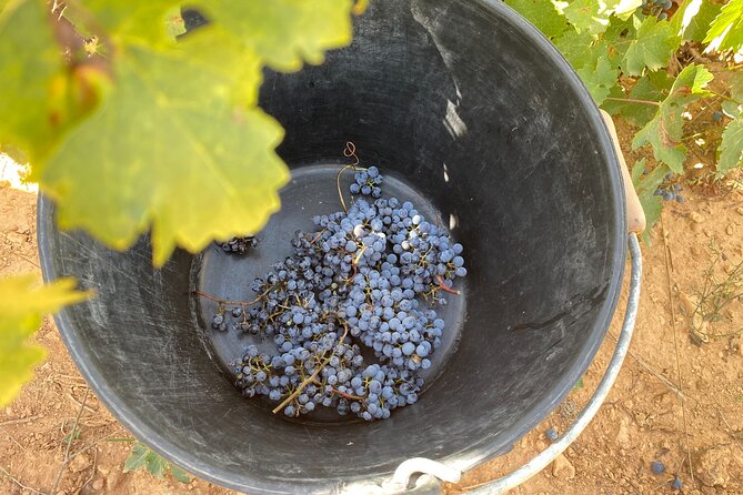 Singular Valencia Wine Tour Utiel Requena Wineries - Public Transportation and Pregnancy