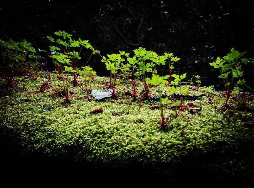 Sintra: Kingdom of Love Private Walking Tour With Historian - Meeting Point and Directions