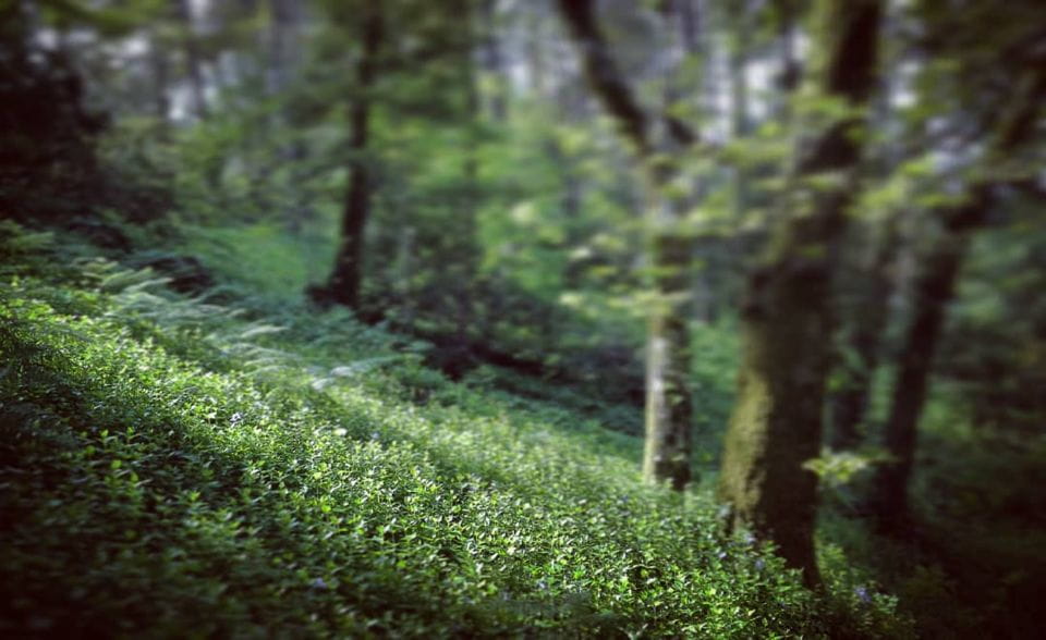 Sintra: Kingdom of Love Private Walking Tour With Historian - Tour Inclusions