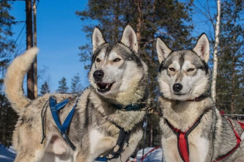 Sirkka: Husky Sled Ride in Levi - Frequently Asked Questions (FAQs)