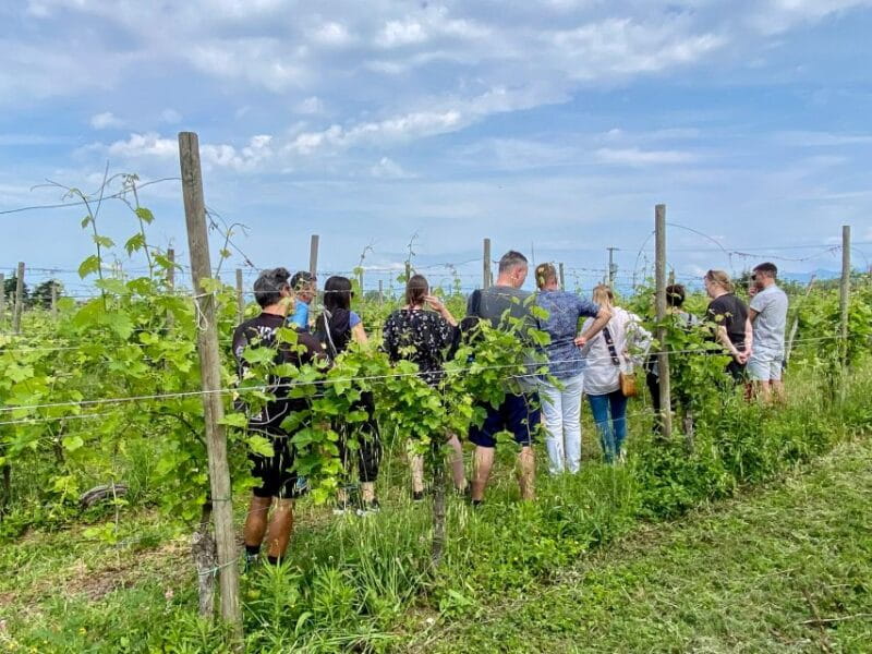 Sirmione: Vineyard Tour with Lugana Wines and Local Tastings - Discovering the Charm of Sirmione’s Vineyard Tour